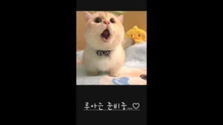[Korean BJ] bboever2865 2025-02-09